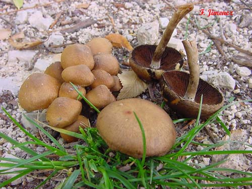 Lacrymaria lacrymabunda